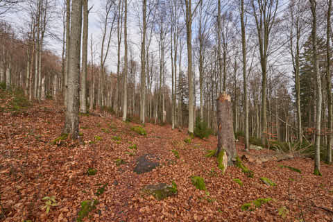 Gemeinde Sankt_Oswald-Riedlhütte Landkreis Freyung-Grafenau Großer Rachel Wanderweg (Dirschl Johann) Deutschland FRG